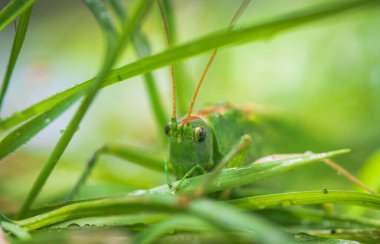 Çekirge böceğinin yakın çekimi
