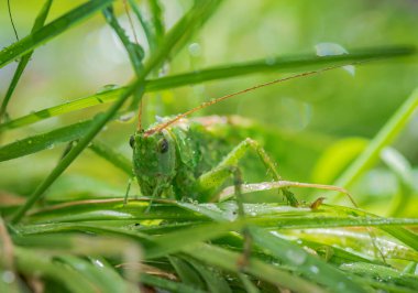Çekirge böceğinin yakın çekimi