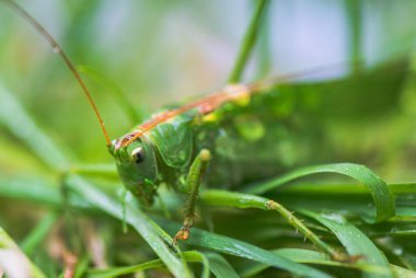 Çekirge böceğinin yakın çekimi