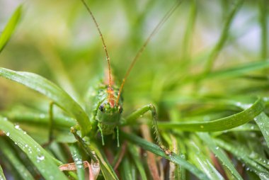 Çekirge böceğinin yakın çekimi