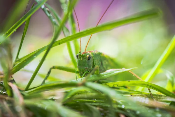 Çekirge böceğinin yakın çekimi