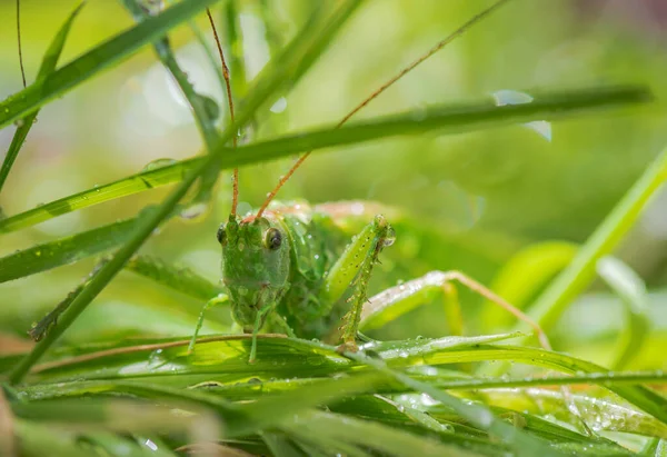Çekirge böceğinin yakın çekimi