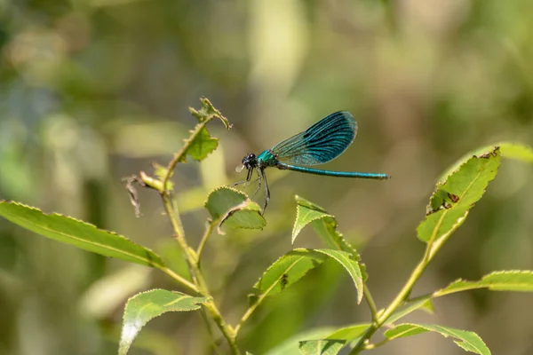 蓝色蜻蜓吃树枝上的昆虫 — 图库照片