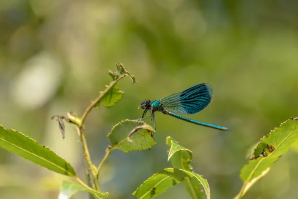 蓝色蜻蜓吃树枝上的昆虫 — 图库照片