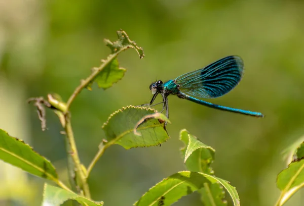 Blue Dragonfly Eats Insect Branch — Foto de Stock