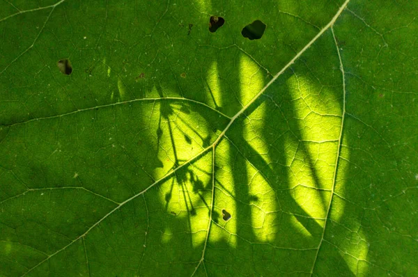 Enormes Hojas Mariposa Petastes Hbridus Las Orillas Del Río —  Fotos de Stock