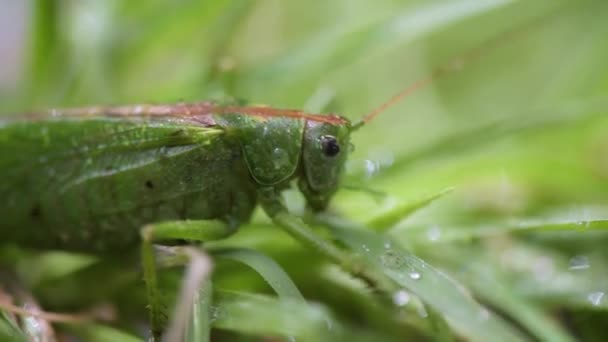 Yağmurdaki Çekirge Böceğinin Yakın Çekimi — Stok video