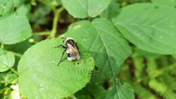 Bumblebee Φυσικές Συνθήκες Μετά Βροχή — Αρχείο Βίντεο