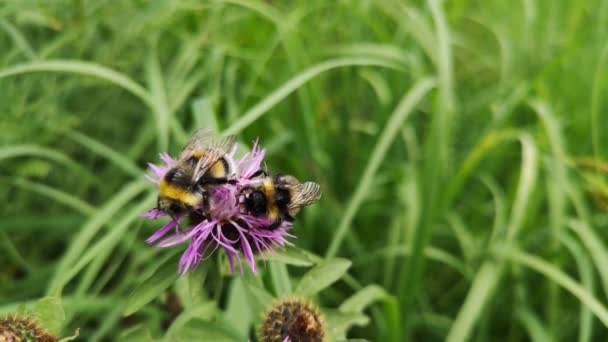 Bumblebee Natural Conditions Rain — Video Stock