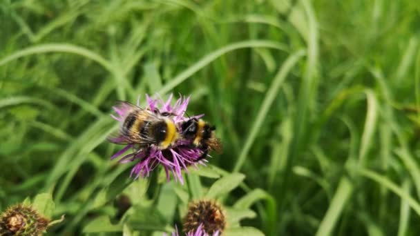 Бджола Природних Умовах Після Дощу — стокове відео