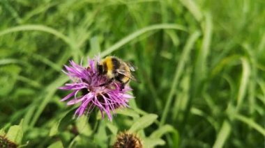 Bumblebee in natural conditions after rain