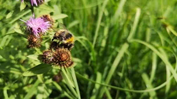 Bumblebee Natural Conditions Rain — Stock video