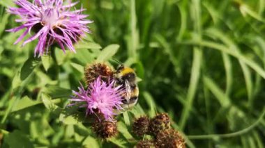 Bumblebee in natural conditions after rain