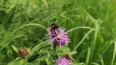 Bumblebee in natural conditions after rain