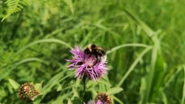 Bumblebee in natural conditions after rain