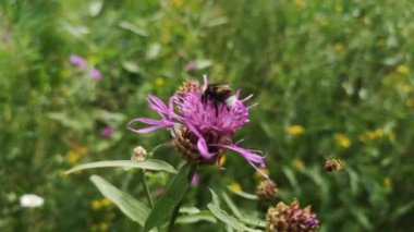 Yağmur sonrası doğal koşullarda yaban arısı