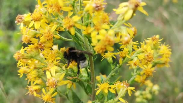 Bumblebee Natural Conditions Rain — Vídeo de stock