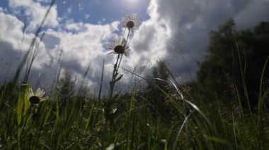 Landscape of stormy summer sky through field plants