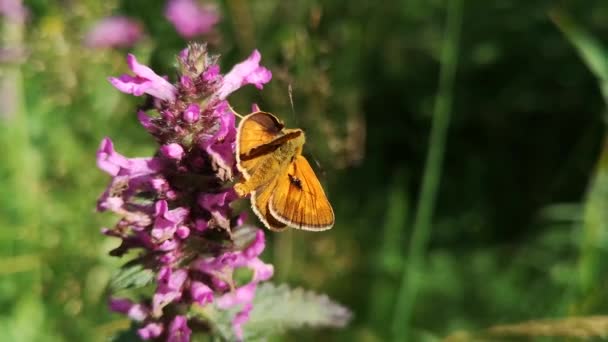 Schmetterling Auf Einer Sommerwiese — Stockvideo