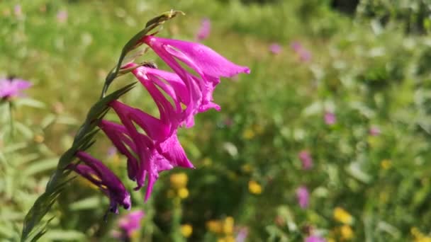 Gladiolus Imbricatus Karpatların Yaz Çayırında — Stok video