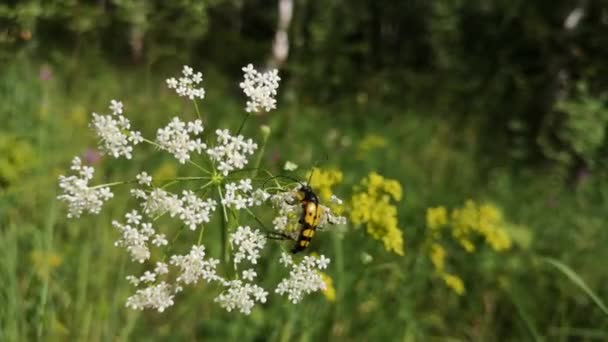 Böcek Bir Bitkinin Rüzgarında Oturuyor — Stok video