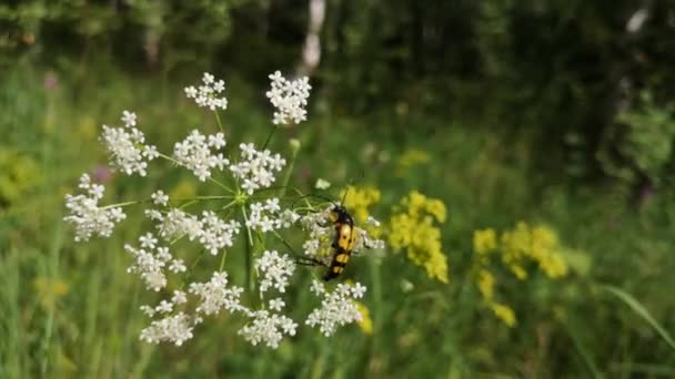 バグは 植物の風に座っている — ストック動画