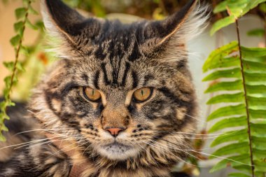 Bir Maine Rakunu 'nun portresi bilye kaplı kedi yavrusu rengi