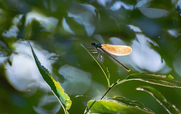 Une Libellule Brillante Est Assise Sur Une Feuille Verte — Photo