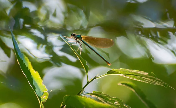 一只明亮的蜻蜓栖息在一片绿叶上 — 图库照片