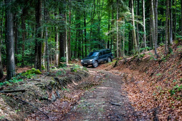 Suv Reist Het Bergwoud — Stockfoto