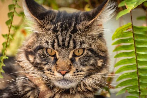 Porträt Eines Maine Coon Kätzchens Mit Marmorierter Farbe — Stockfoto