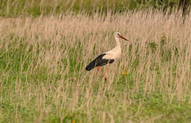 Siyah ve beyaz leylekler doğal ortamda