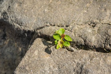 Dağ nehrindeki bir taşın üzerindeki narin bitki.