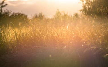 Günbatımının arka planında bir cüce sürüsü