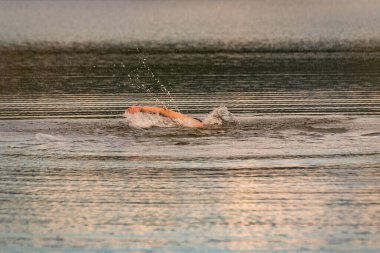 Bir adam dağ gölünde yüzer.