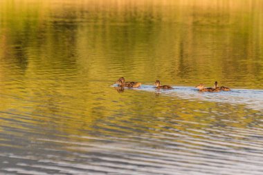 Gün batımında bir gölde yaban ördeği dışkısı