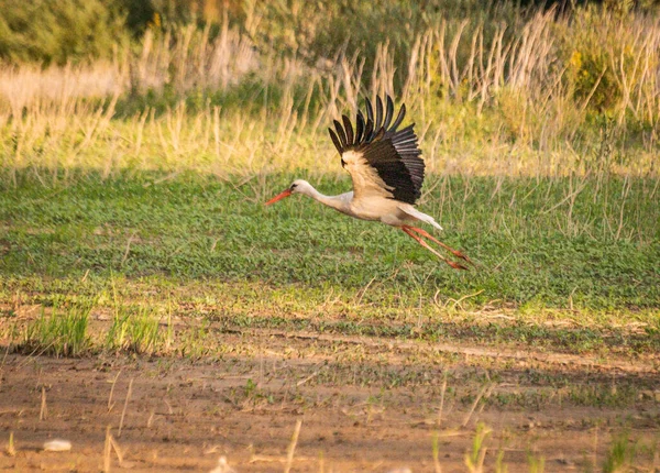 Cicogna Bianca Nera Ambiente Naturale — Foto Stock