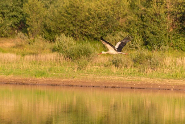 Black White Stork Natural Environment —  Fotos de Stock