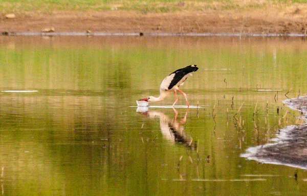 Cigogne Noire Blanche Milieu Naturel — Photo