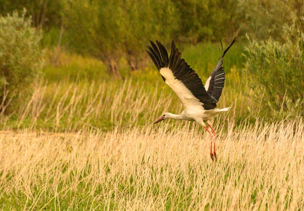 Black White Stork Natural Environment — Φωτογραφία Αρχείου