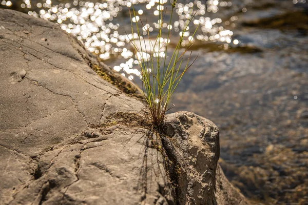 Fragile Plant Stone Mountain River — Stock Fotó