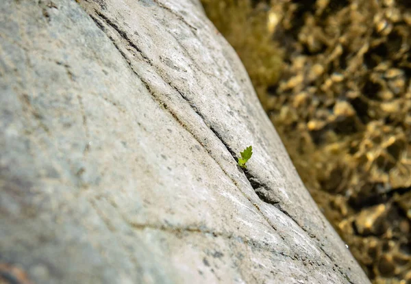 Fragile Plant Stone Mountain River — Stock Fotó