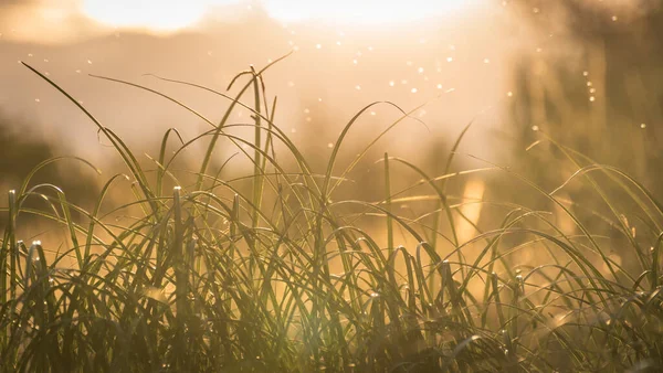 Swarm Midges Backlight Sunset —  Fotos de Stock