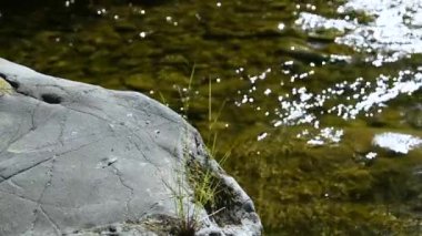 Dağ nehrindeki bir taşın üzerindeki narin bitki.