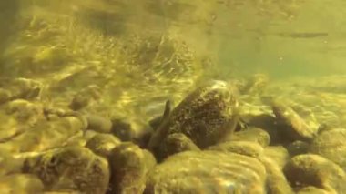 Karpatlar 'da bir dağ nehrinin sualtı manzarası