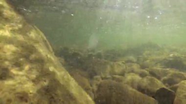 Underwater scenery of a mountain river in the Carpathians