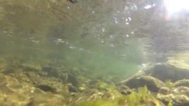 Underwater scenery of a mountain river in the Carpathians