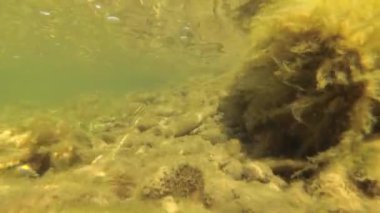 Karpatlar 'da bir dağ nehrinin sualtı manzarası