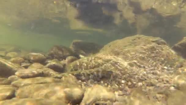 Underwater Scenery Mountain River Carpathians — Stok video