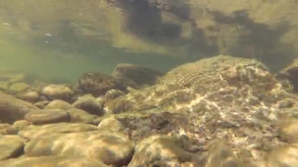 Unterwasserlandschaft Eines Gebirgsflusses Den Karpaten — Stockvideo